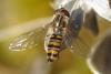 Episyrphus balteatus